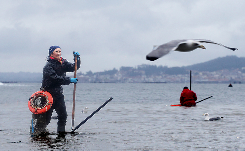 Curso de Certificado profesionais: Mariscador/a e Percebeiro/a